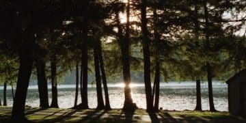 Discover Forest Bathing: Reduce Anxiety Naturally by 18% - Cover Image