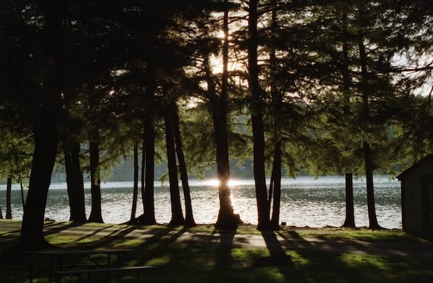 Discover Forest Bathing: Reduce Anxiety Naturally by 18%