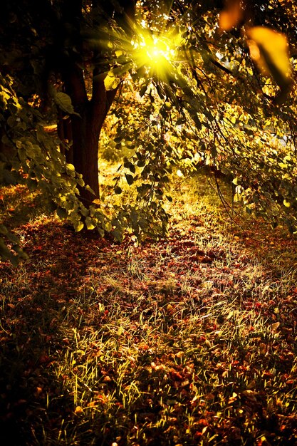 A winding path through a dense forest, with vibrant autumn leaves covering the ground. Sunlight breaks through the canopy, creating a warm, inviting glow.